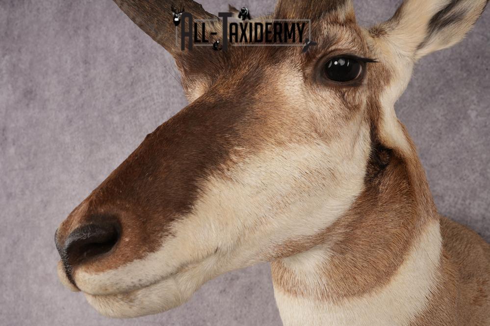 Pronghorn Antelope SKU 3223 - Image 3