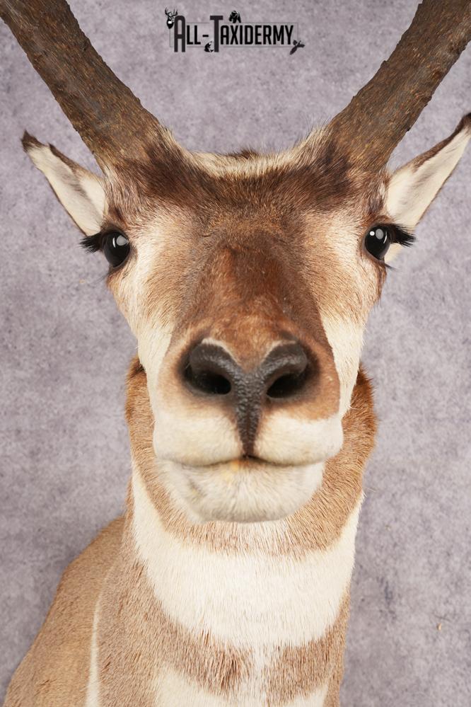 Pronghorn Antelope SKU 3223 - Image 2