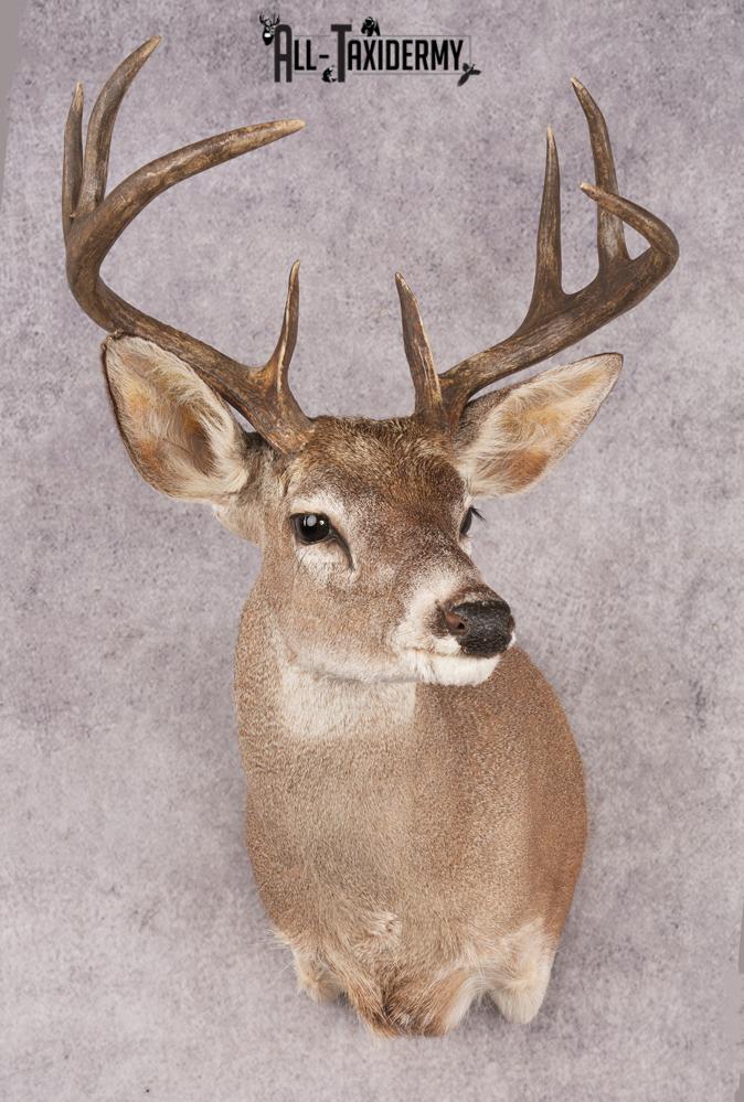 Coues Deer SKU 3225