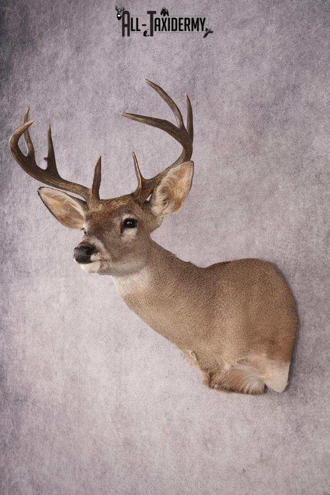 Coues Deer SKU 3225 - Image 7