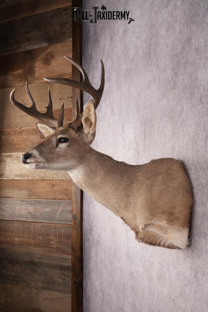 Coues Deer SKU 3225 - Image 6