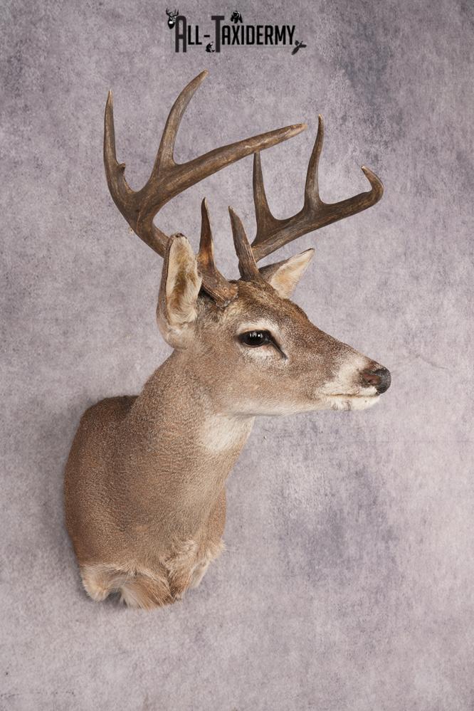 Coues Deer SKU 3225 - Image 5