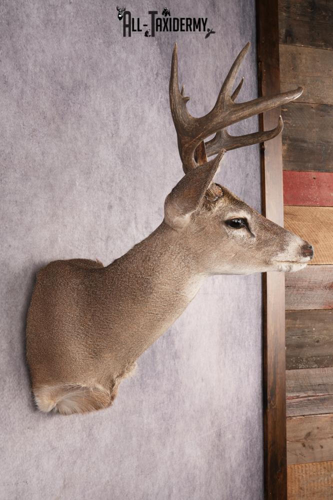 Coues Deer SKU 3225 - Image 4