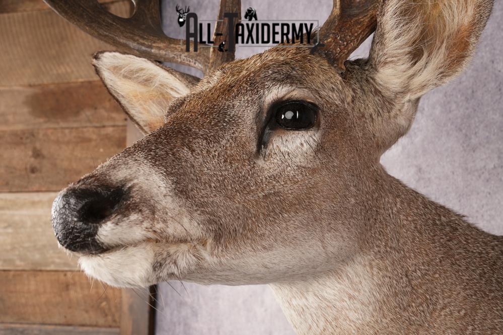Coues Deer SKU 3225 - Image 3