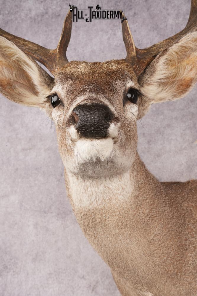 Coues Deer SKU 3225 - Image 2