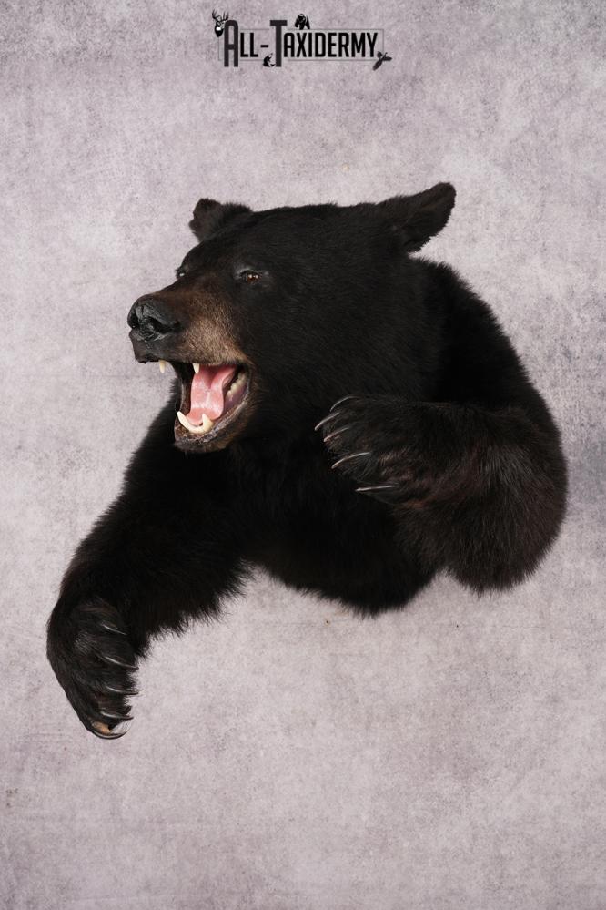 Black Bear SKU 3232