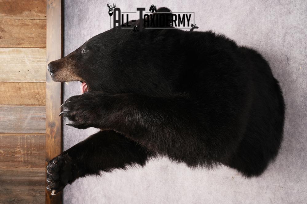 Black Bear SKU 3232 - Image 10