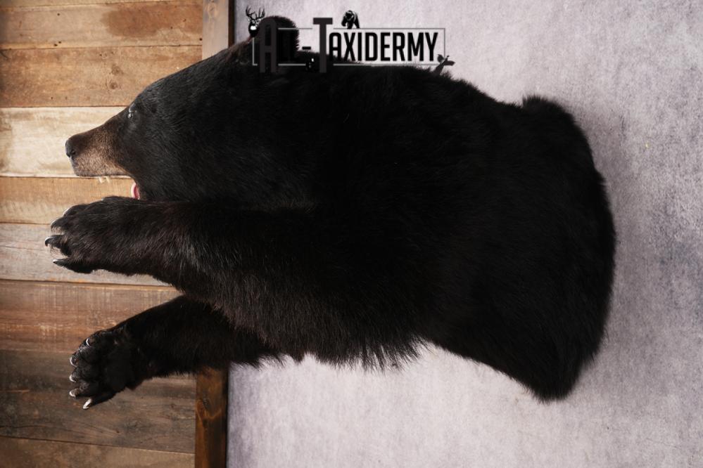 Black Bear SKU 3232 - Image 9