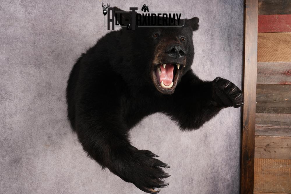 Black Bear SKU 3232 - Image 8