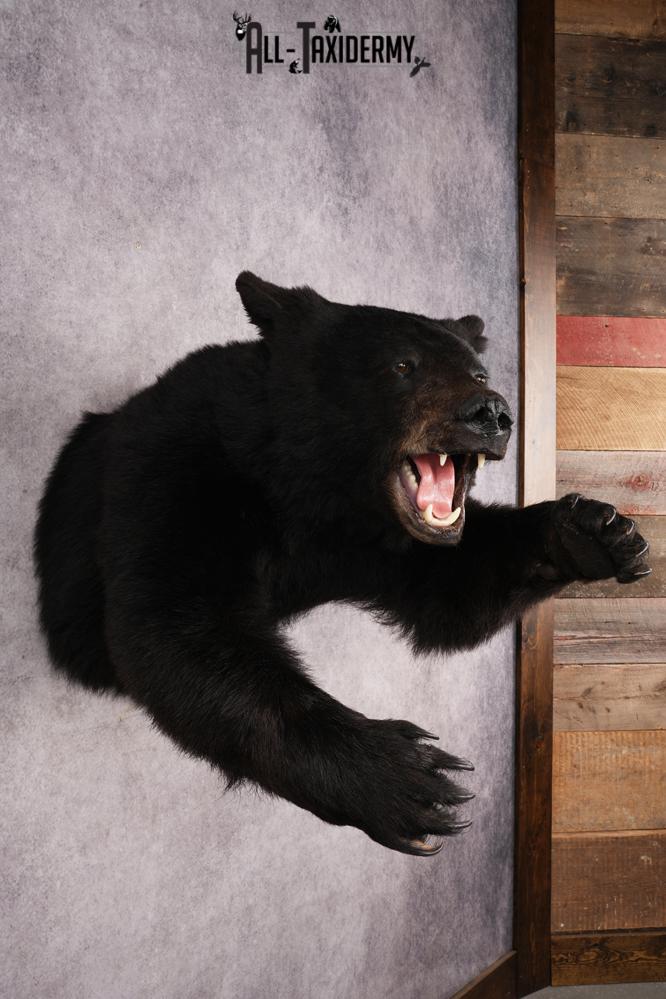 Black Bear SKU 3232 - Image 7