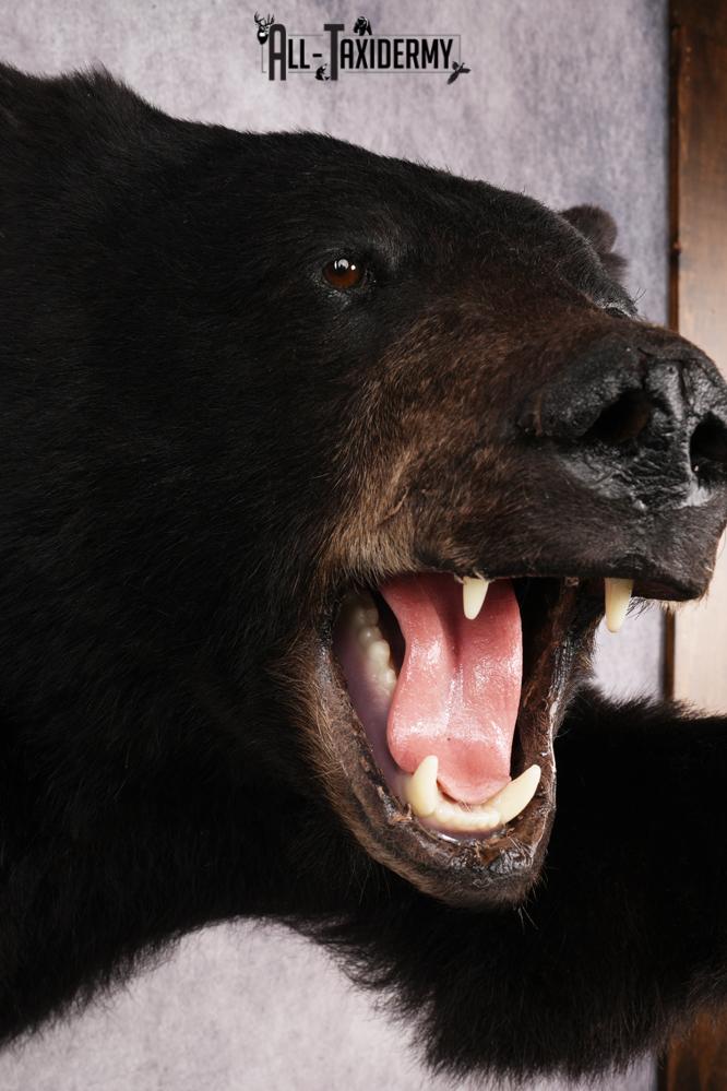 Black Bear SKU 3232 - Image 6