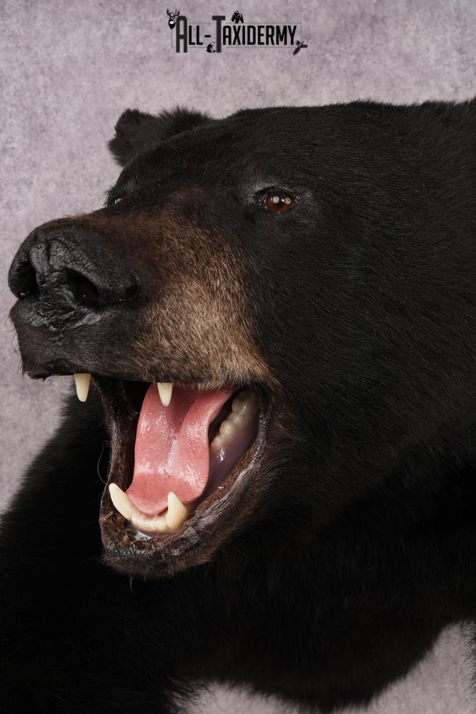 Black Bear SKU 3232 - Image 5