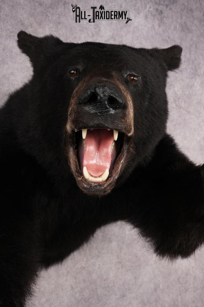 Black Bear SKU 3232 - Image 4