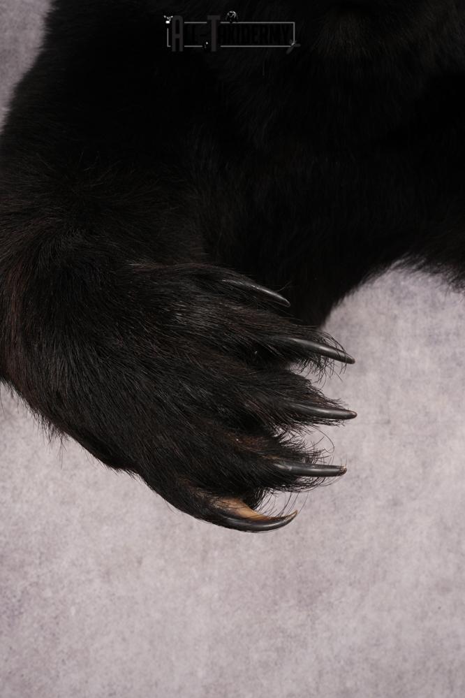 Black Bear SKU 3232 - Image 3