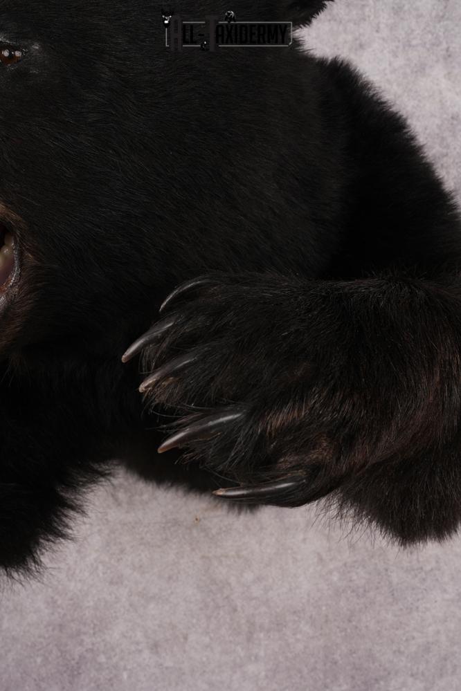 Black Bear SKU 3232 - Image 2