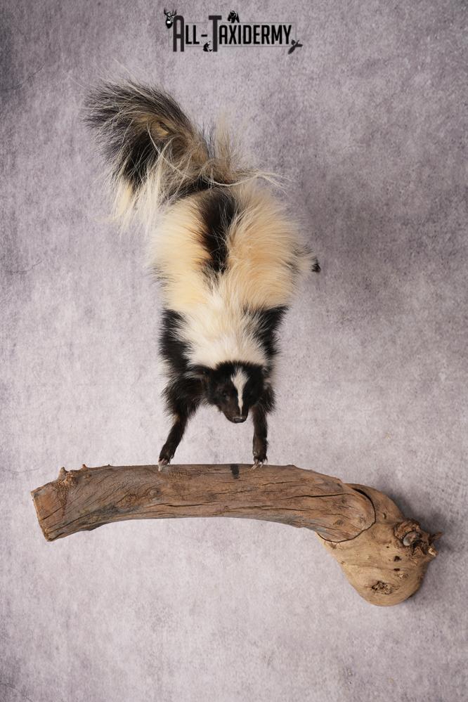 Skunk SKU 3202 - Image 8
