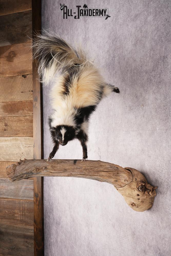 Skunk SKU 3202 - Image 7