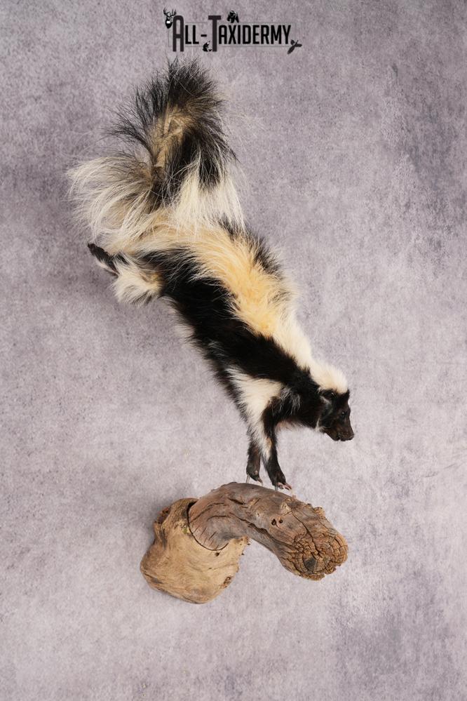 Skunk SKU 3202 - Image 6