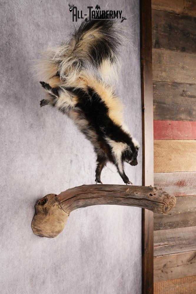 Skunk SKU 3202 - Image 5