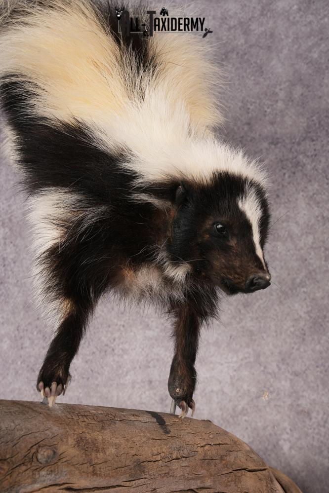 Skunk SKU 3202 - Image 4