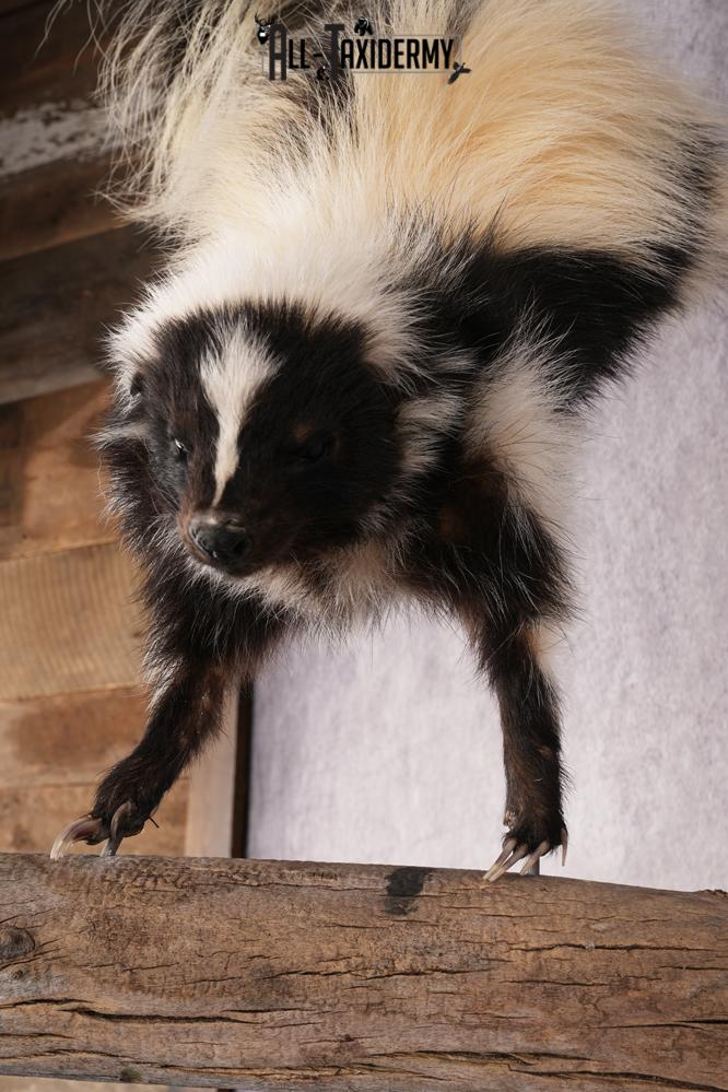 Skunk SKU 3202 - Image 3