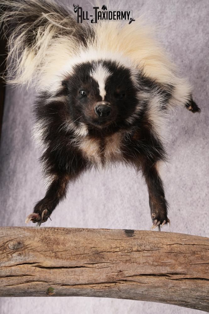Skunk SKU 3202 - Image 2