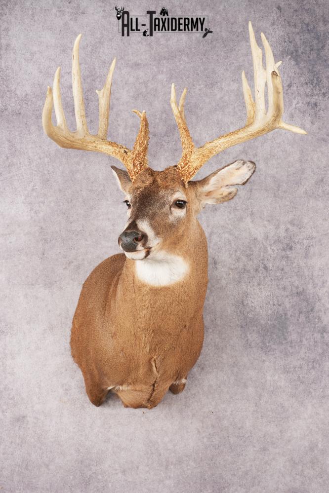 Whitetail Deer SKU 3220