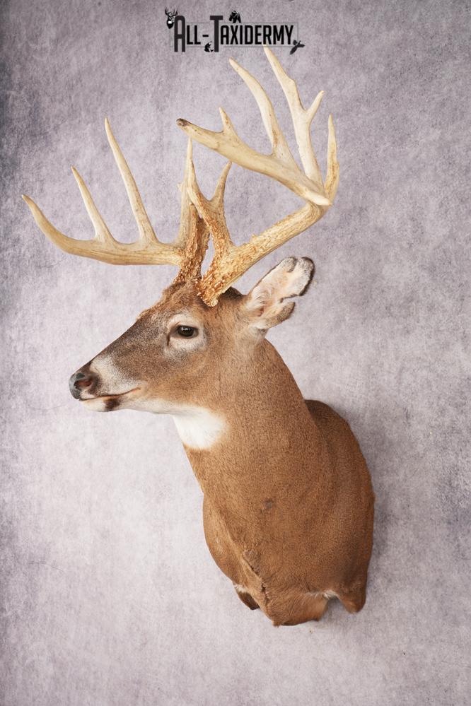 Whitetail Deer SKU 3220 - Image 8