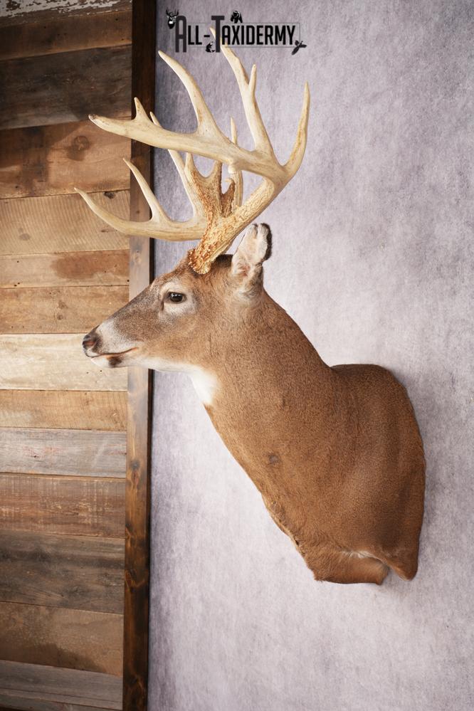 Whitetail Deer SKU 3220 - Image 7