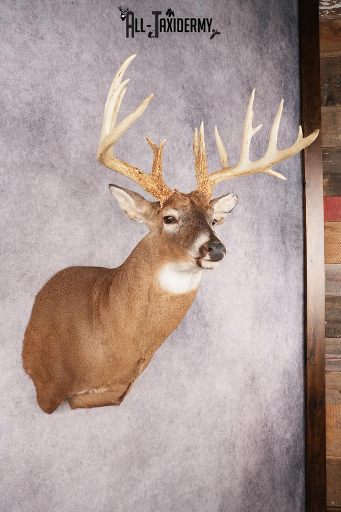 Whitetail Deer SKU 3220 - Image 6