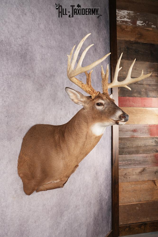 Whitetail Deer SKU 3220 - Image 5