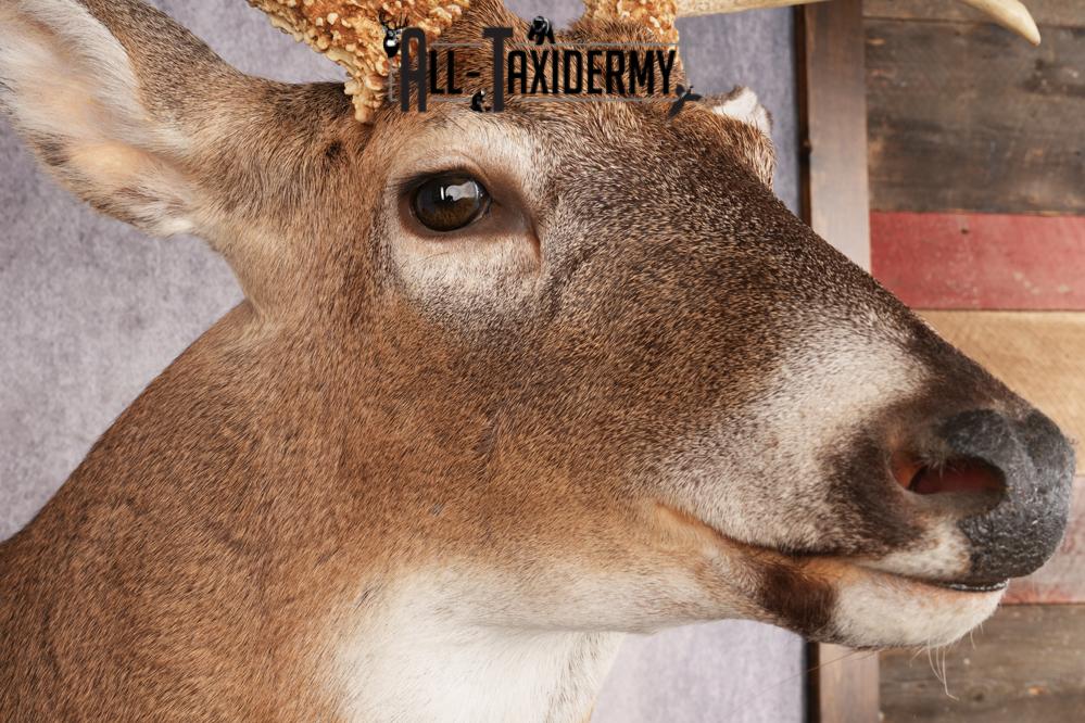 Whitetail Deer SKU 3220 - Image 4