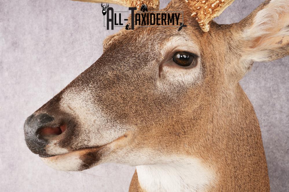Whitetail Deer SKU 3220 - Image 3