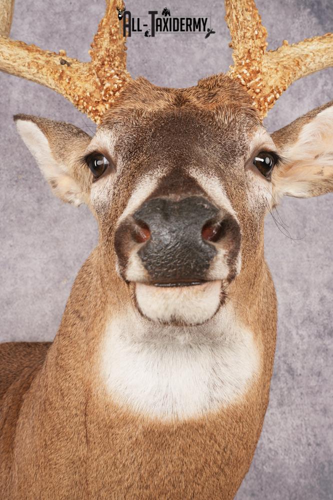 Whitetail Deer SKU 3220 - Image 2