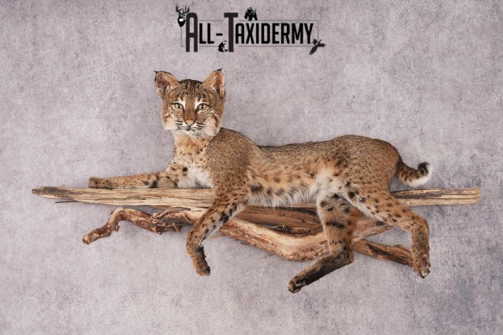 Bobcat SKU 3231 - Image 10