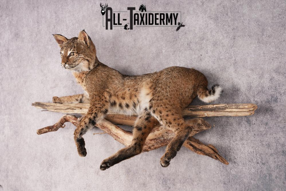 Bobcat SKU 3231 - Image 9