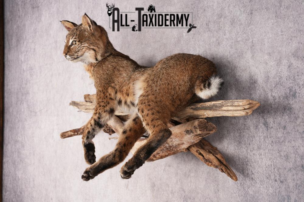 Bobcat SKU 3231 - Image 8