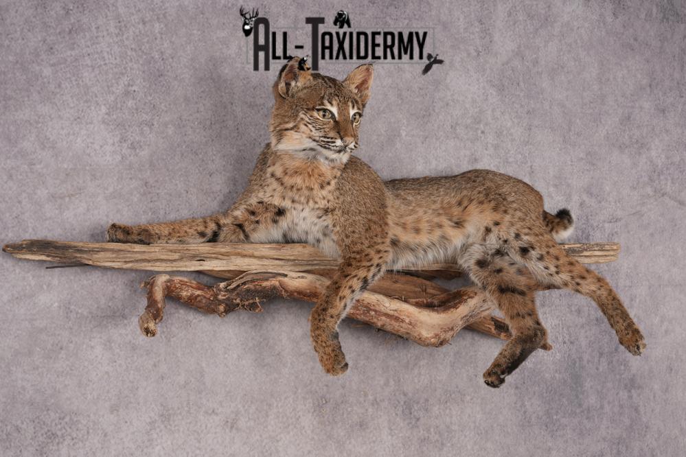 Bobcat SKU 3231 - Image 7