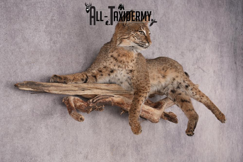 Bobcat SKU 3231 - Image 6