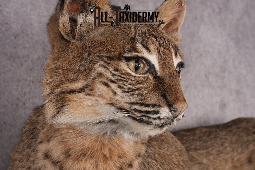 Bobcat SKU 3231 - Image 5