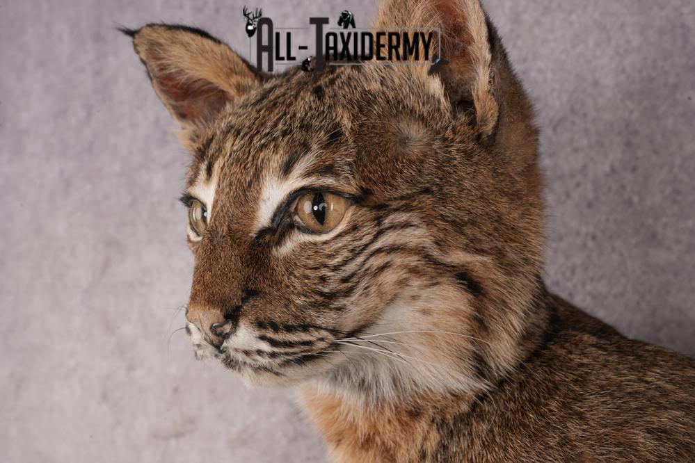 Bobcat SKU 3231 - Image 4