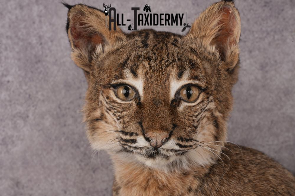 Bobcat SKU 3231 - Image 3