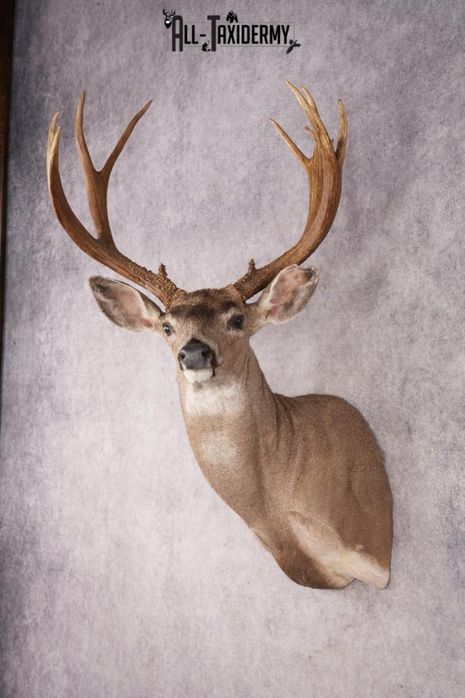Mule Deer SKU 3236 - Image 5