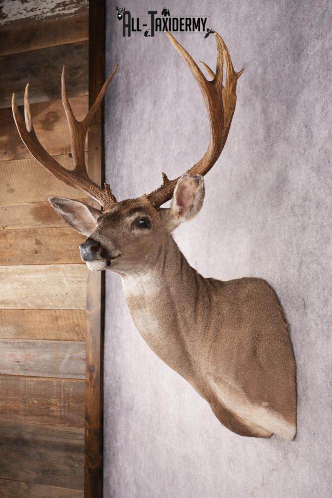 Mule Deer SKU 3236 - Image 4