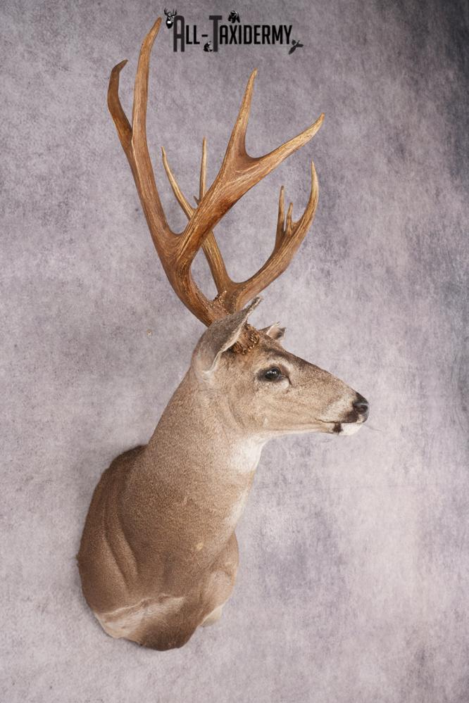 Mule Deer SKU 3236 - Image 3