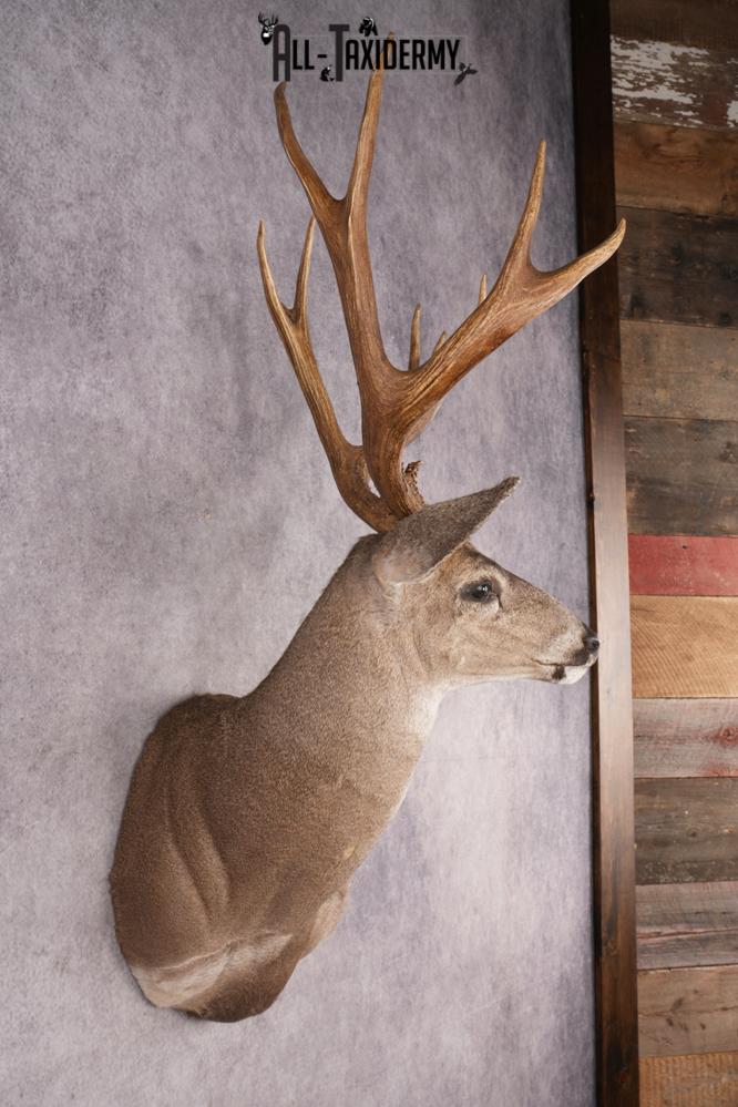 Mule Deer SKU 3236 - Image 2