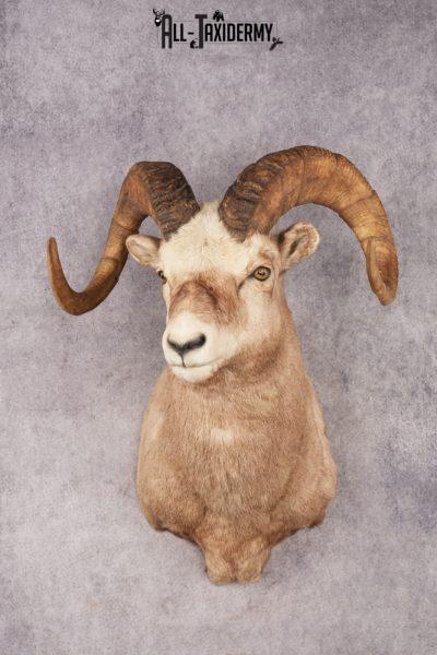 Fannin Sheep SKU 3212