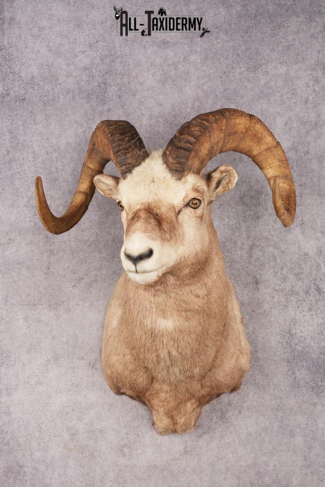 Fannin Sheep SKU 3212