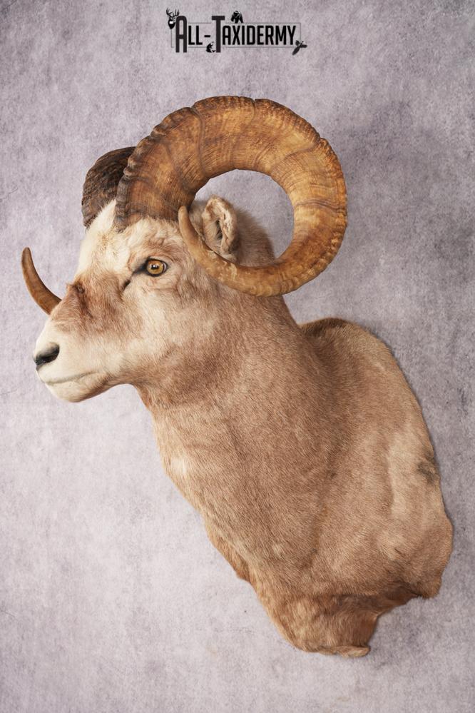 Fannin Sheep SKU 3212 - Image 8