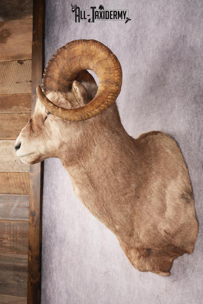 Fannin Sheep SKU 3212 - Image 7